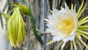 illustration agrandir l