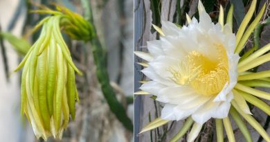 illustration agrandir l