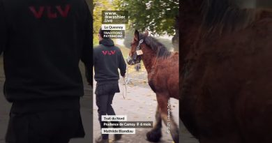 Trait du Nord : Prudence de Carnoy par Mathilde Blondiau