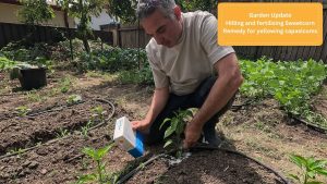 Traitement des poivrons rabougris et fertilisation du maïs doux