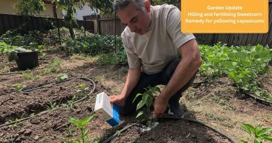 Traitement des poivrons rabougris et fertilisation du maïs doux