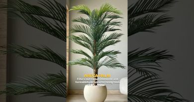 Transformez votre maison en oasis de fraîcheur !