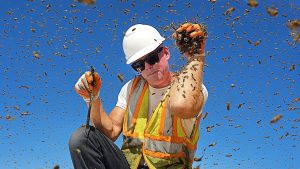 Trois ruches envahissent un chantier de construction !