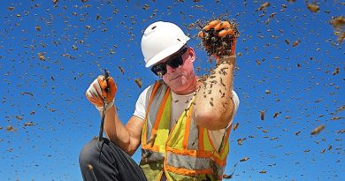 Trois ruches envahissent un chantier de construction !