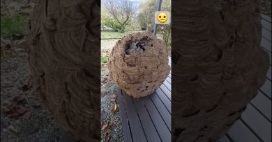 Un adorable bébé, mais une machine à détruire les insectes