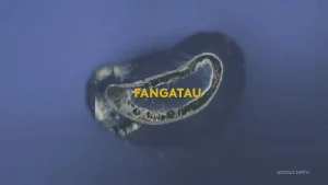 Un apnéiste décède par noyade aux Tuamotu