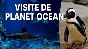 Un aquarium surprenant avec un planétarium caché !