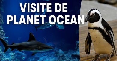 Un aquarium surprenant avec un planétarium caché !