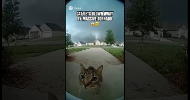 Un chat emporté par une tornade ! 😱🐈