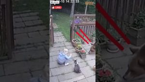 Un chat héroïque sauve un bébé d'une attaque d'ours !