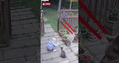 Un chat héroïque sauve un bébé d'une attaque d'ours !