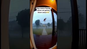 Un chat s'envole sous la tempête : incroyable phénomène !