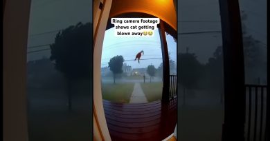 Un chat s'envole sous la tempête : incroyable phénomène !