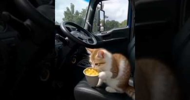 Un chat surprenant sur le bus : vidéo courte !