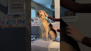 Un chiot sauvé part en road trip chez ses grands-parents.