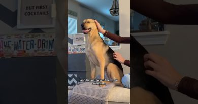 Un chiot sauvé part en road trip chez ses grands-parents.