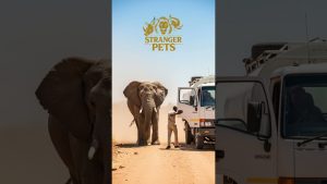 Un éléphanteau s'effondre sous la sécheresse : le choix déchirant de sa mère !