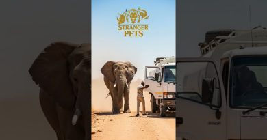 Un éléphanteau s'effondre sous la sécheresse : le choix déchirant de sa mère !