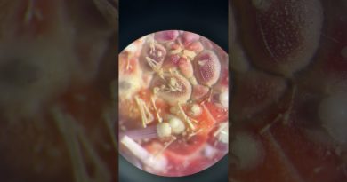 Un étrange être en Norvège : histoire, voyage et musique