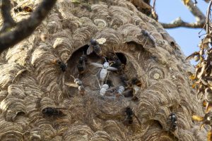 Un homme en urgence absolue après avoir été piqué plusieurs fois par des frelons asiatiques