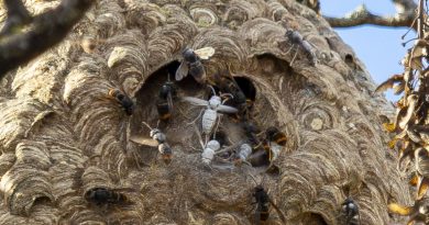 Un homme en urgence absolue après avoir été piqué plusieurs fois par des frelons asiatiques