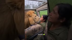 Un lion s'approche d'un jeep lors d'une rencontre incroyable