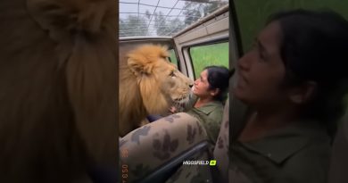 Un lion s'approche d'un jeep lors d'une rencontre incroyable