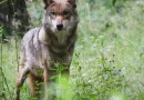 Un loup retrouvé mort près d'une route suisse