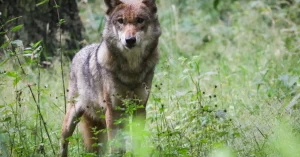 Un loup retrouvé mort près d'une route suisse