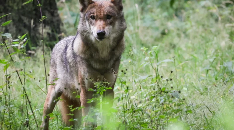 Un loup retrouvé mort près d'une route suisse