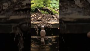 🔥 Un mystérieux coffre découvert dans la forêt