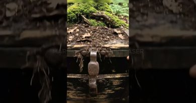 🔥 Un mystérieux coffre découvert dans la forêt