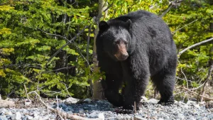 Un ours délogé de sa tanière dans une station de ski de l’Alberta