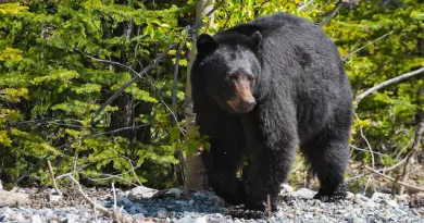 Un ours délogé de sa tanière dans une station de ski de l’Alberta