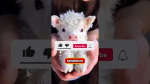 Un père jette sa fille dans la piscine, puis cela se produit !