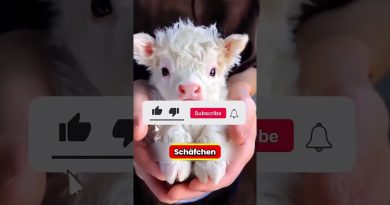 Un père jette sa fille dans la piscine, puis cela se produit !