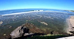 Un poisson papillon africain observé pour la première fois à La Réunion