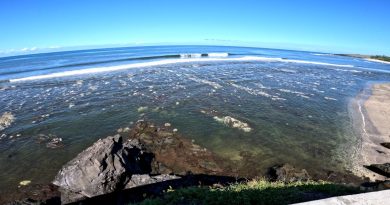 Un poisson papillon africain observé pour la première fois à La Réunion