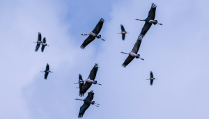 Un premier cas de grippe aviaire sur une grue cendrée dans l'Aude - L'Echo du Languedoc