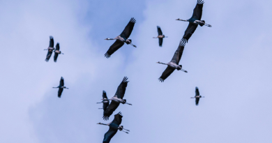 Un premier cas de grippe aviaire sur une grue cendrée dans l'Aude - L'Echo du Languedoc