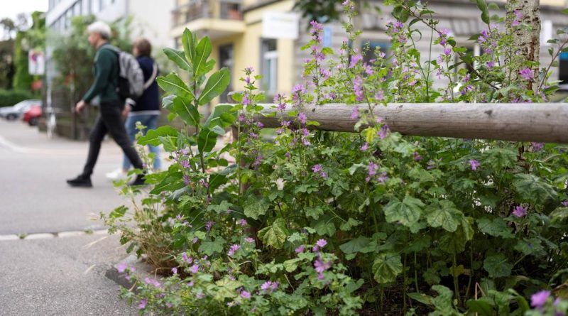 Un quartier pilote sans émissions polluantes va voir le jour à Zurich | RTS
