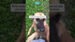 Un refuge animalier à Bacolod endommagé par le typhon Tino