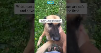 Un refuge animalier à Bacolod endommagé par le typhon Tino