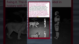 Un robot développe un PTSD après une rencontre avec un lion