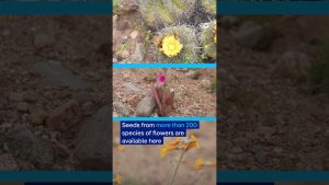 Un tapis de fleurs émerge dans le désert