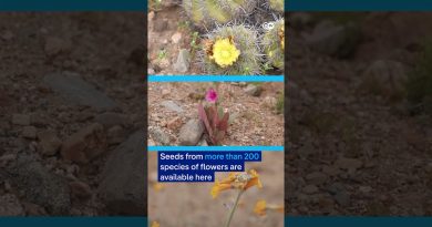 Un tapis de fleurs émerge dans le désert