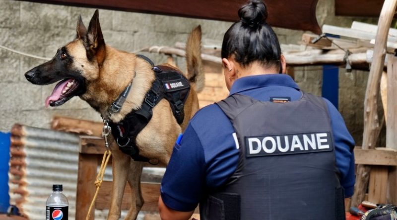 Un trafic de stupéfiants démantelé dans un nakamal à Rivière-Salée