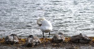 Un troisième cas de grippe aviaire détecté en Suisse, des mesures urgentes ordonnées | RTS