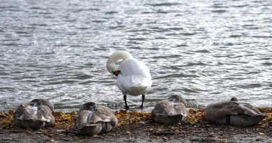 Un troisième cas de grippe aviaire détecté en Suisse, des mesures urgentes ordonnées | RTS