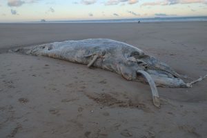 Une baleine de 11 mètres en état de décomposition avancée s'échoue sur la plage de Calais